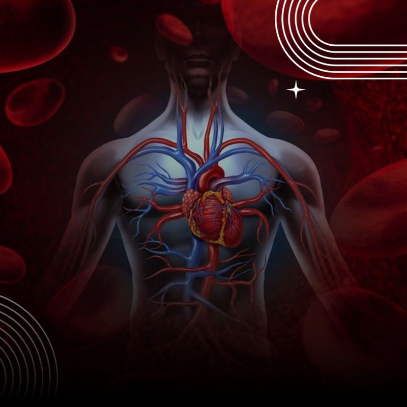 Improves blood circulation